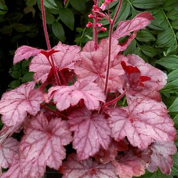 Гейхера Heuchera ‘Grape Soda’